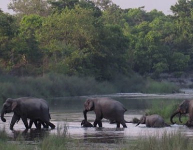 Bardia Jungle Safari.