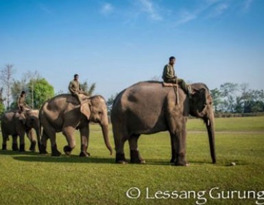 Chitwan Jungle Safari.